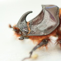 Escarabajo (1).jpg