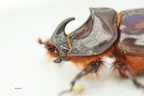 Escarabajo (1)
