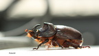 Escarabajo (2)