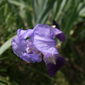 Flor lila